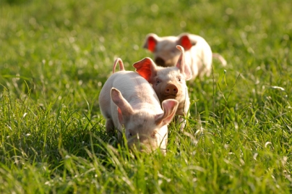 Piglets running