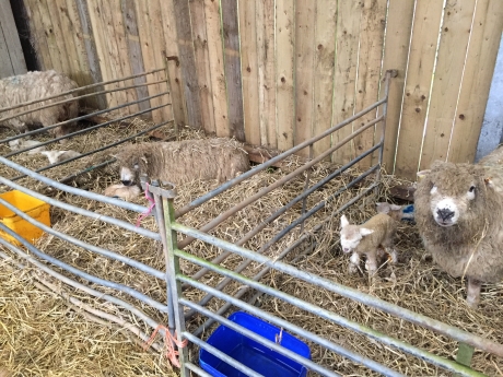 LAMBING SEASON IS UNDERWAY…